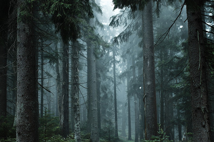 Misty morning in dark forest
