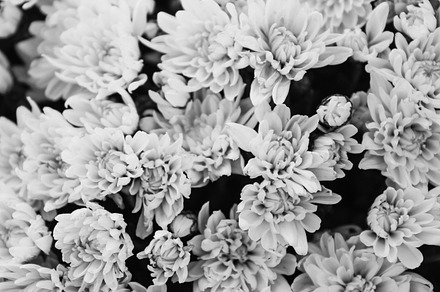 Chrysanthetum Background