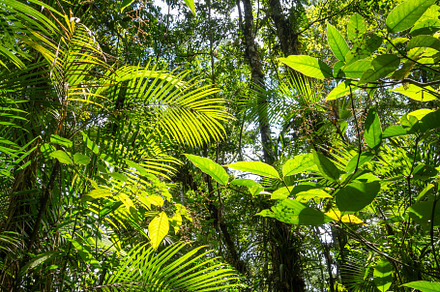 Lush rainforest canopy in Cuyabeno Reserve, Ecuador