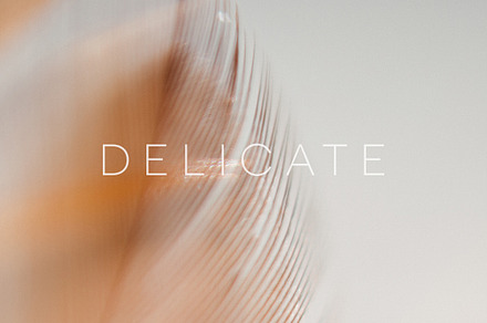 Delicate | 20 Feather Photos